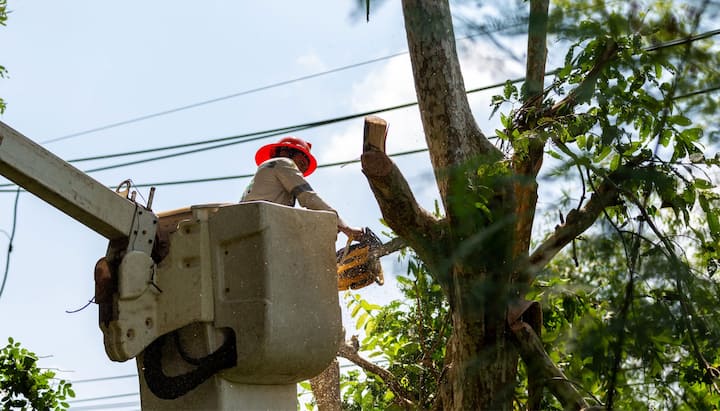 Tree care and maintenance services in Melbourne