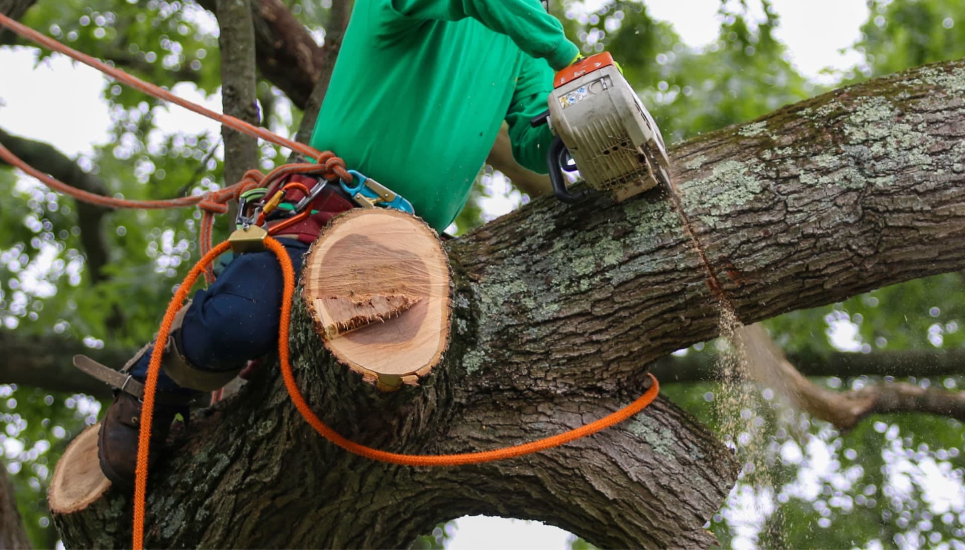 Shed your worries away with best tree removal in Melbourne