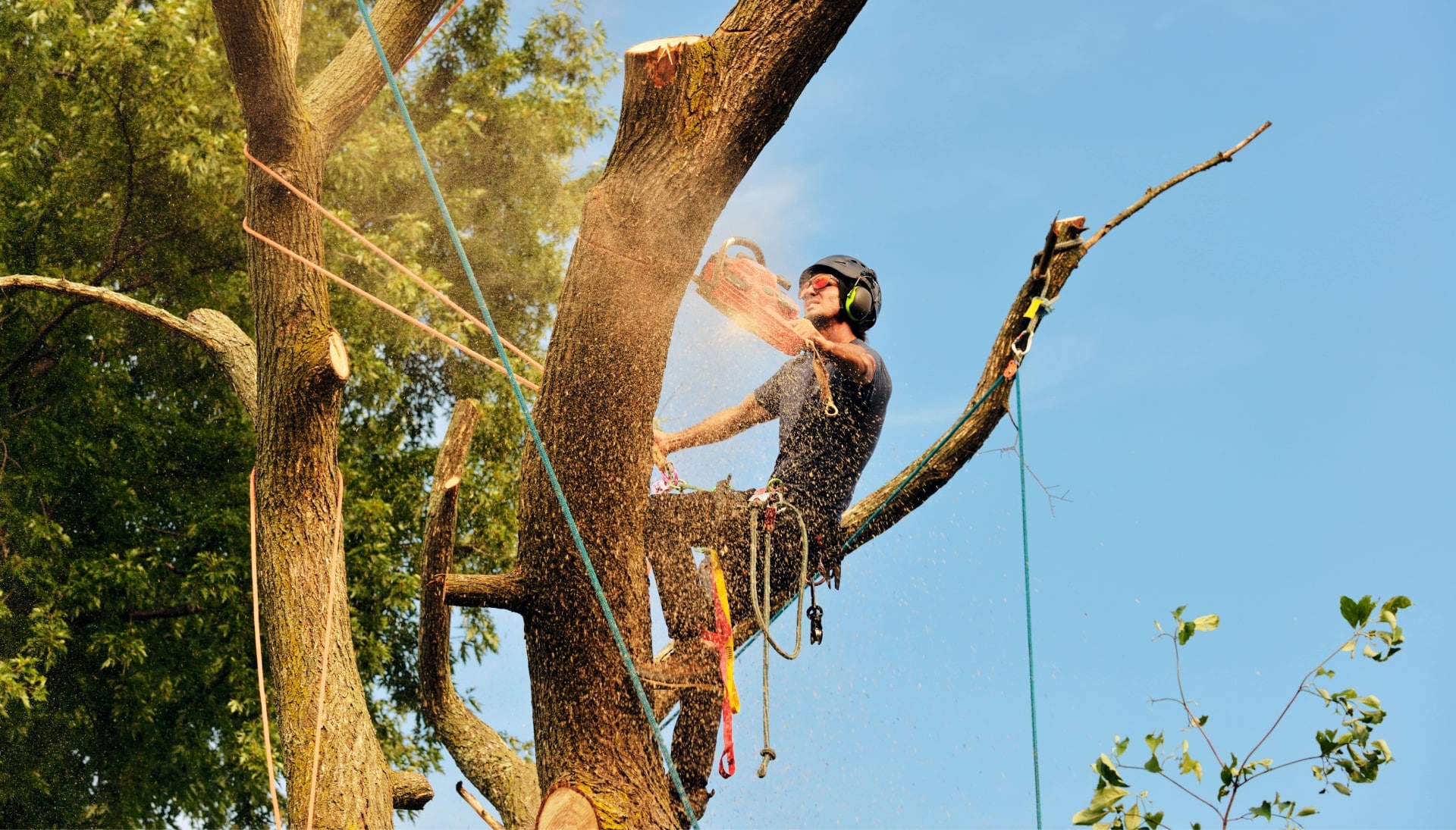 Get rid of tree problems with the expert tree removal contractors in Melbourne