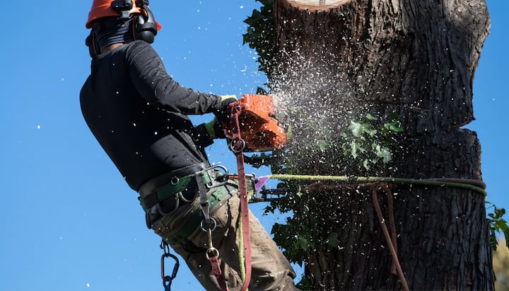 Professional Tree removal solutions in Melbourne